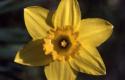 daffodilly.jpg