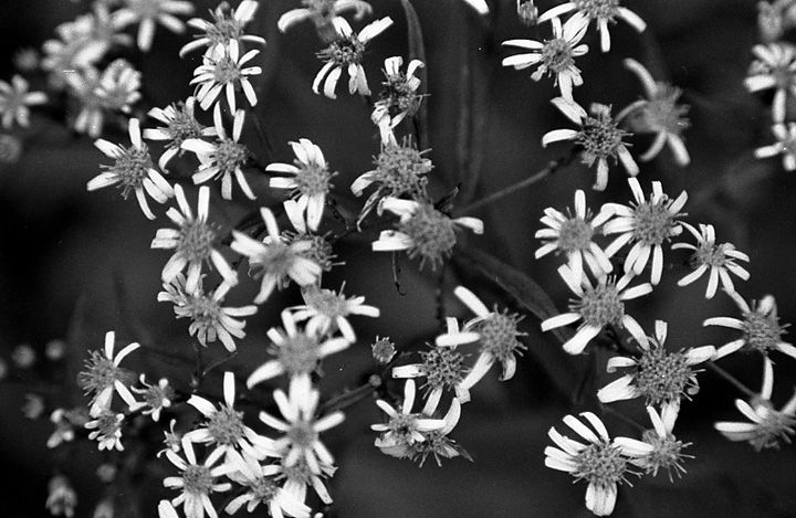 daisyglory.jpg