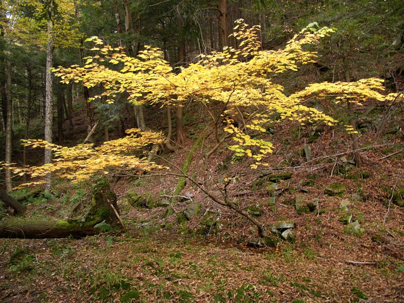 yellowforest.jpg