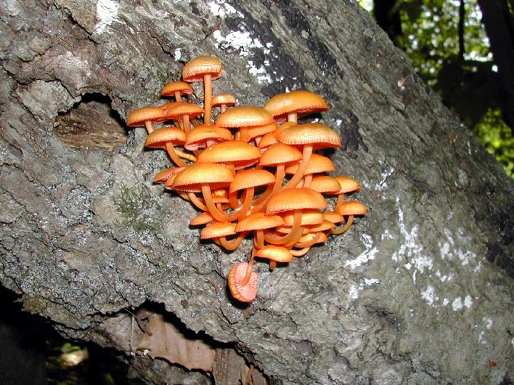 mushroomcluster.jpg