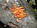 mushroomcluster.jpg
