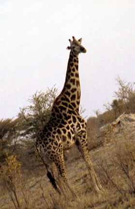 griraffe80tilt.jpg