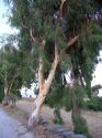 euycalyptusgrove.jpg