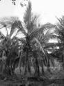palmfarm2.jpg