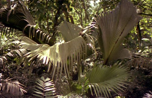 rainforestpalm.jpg