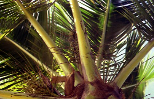 palmspikes.jpg