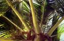 palmspikes.jpg
