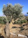 olivepruning.jpg