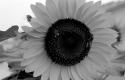 sunflowerbee.jpg