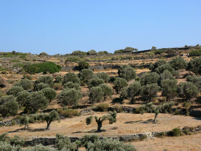 olivegrovefafar.jpg