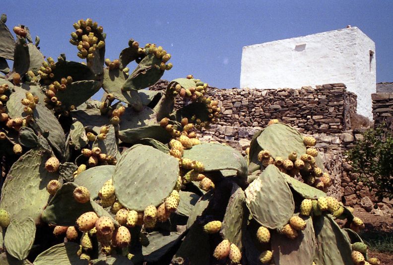 cactusfruit93.jpg