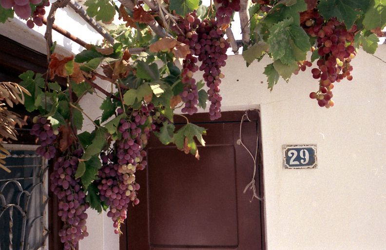 grapes2995.jpg