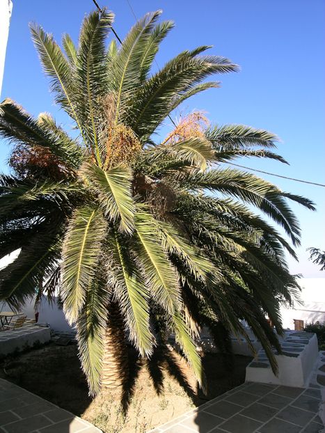 artemonaspalm.jpg