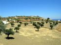 olivelandscape.jpg