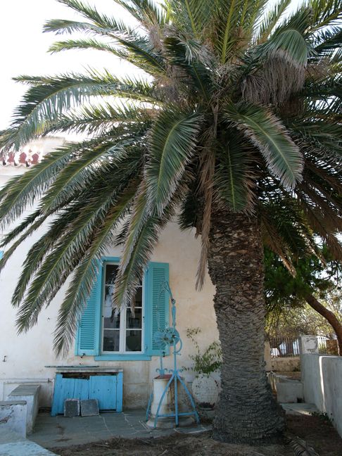 palmtreeturquoise.jpg