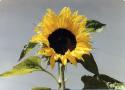 sunzimflower80.jpg